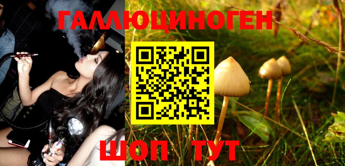 закладки  Псилоцибиновые грибы MAGIC MUSHROOMS  Псилоцибиновые грибы GOLDEN TEACHER  Вход с VPN  Биробиджан 